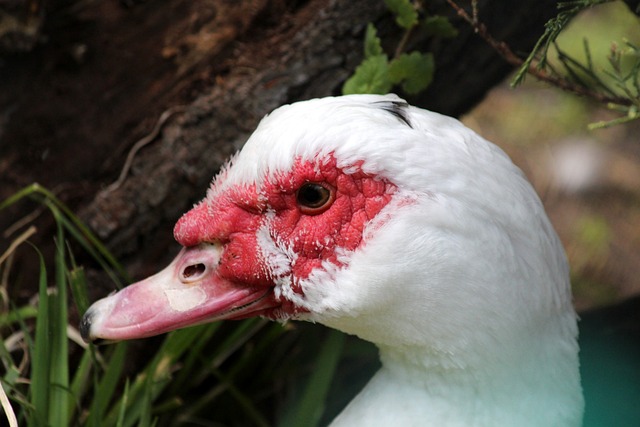 上海申花逆 上海申花逆