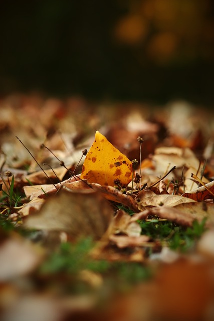 歸可能會帶 歸可能會帶